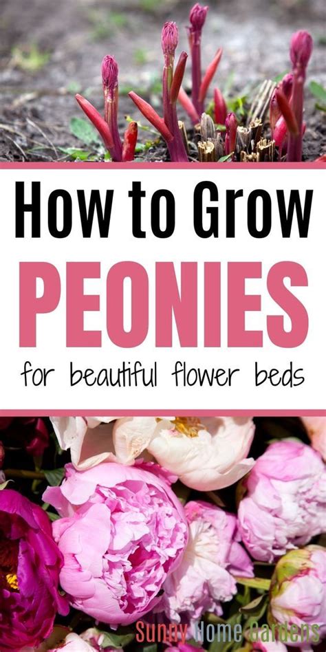 How To Grow Beautiful Peonies Successfully Artofit