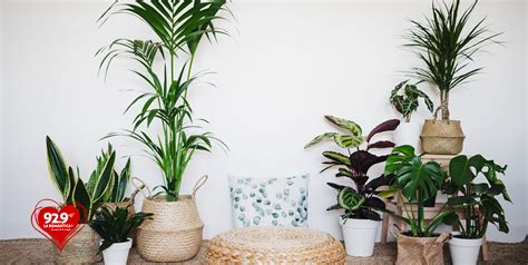 Plantas Que Absorben El Calor Y Refrescan La Casa La Romantica