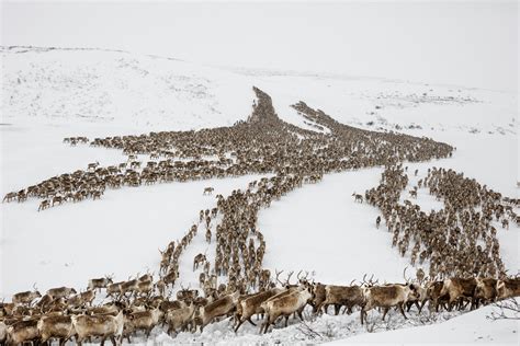 epic journey  canadas    reindeer national geographic