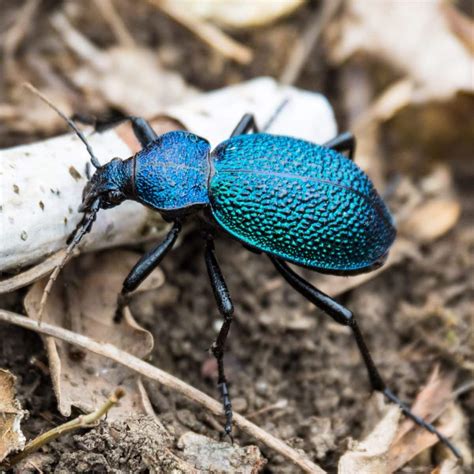 Green Beetle: spiritual meaning - Awakening State