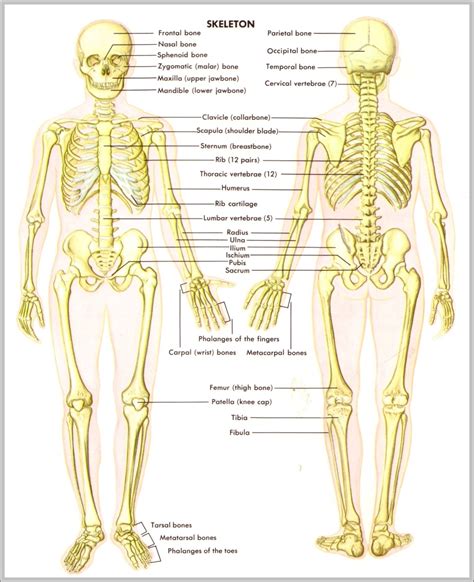 Back Skeletal Anatomy Image - Graph Diagram