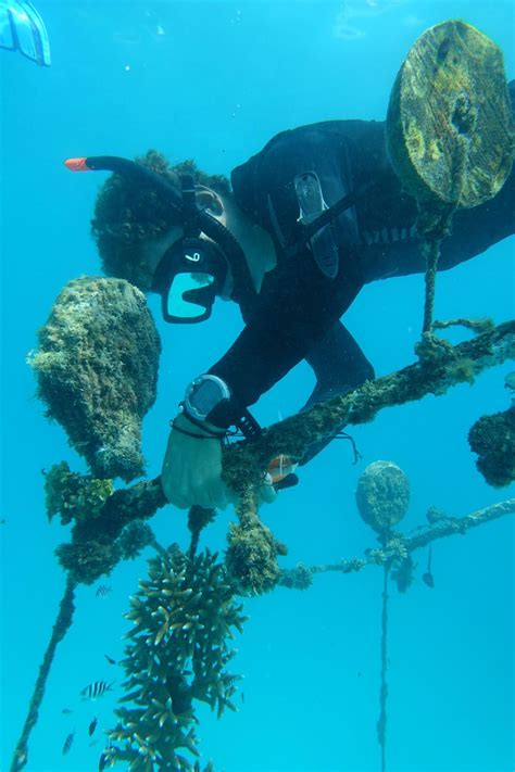 Reinstating coral reefs in the Seychelles | Discover Animals