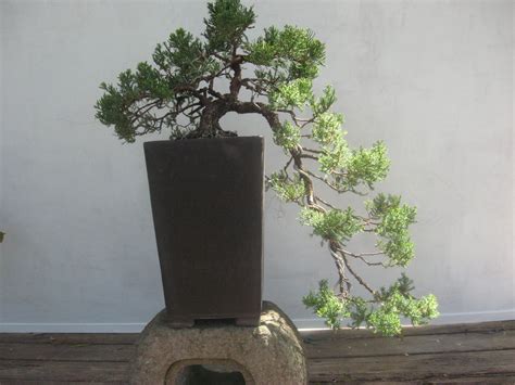 Bonsai Beginnings: Juniperus procumbens 'Nana'