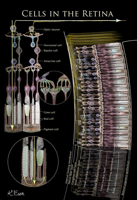 Cells in Retina – Art as Applied to Medicine