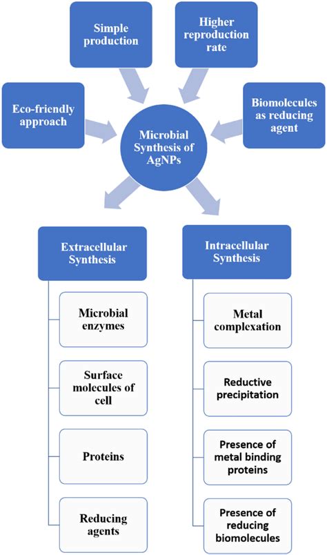 Schematic Representation Of Microbial Synthesis Of Agnps Download