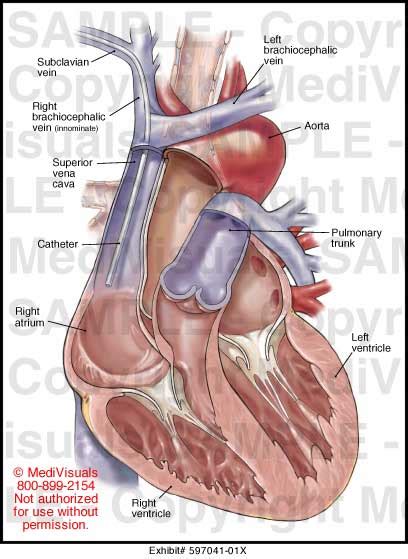 Adult Anatomy Medical Illustration Medivisuals