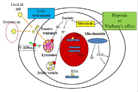 Ao Accumulation In The Extracellular Space Cytoplasm Rnas And