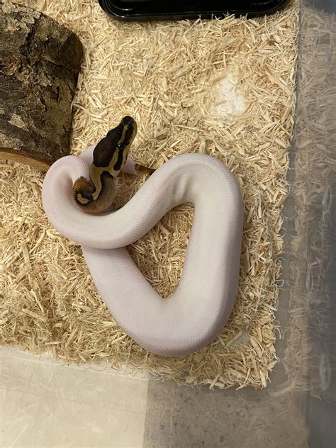 Rigid Defensive Baby Ball Python Ball Pythons MorphMarket Reptile