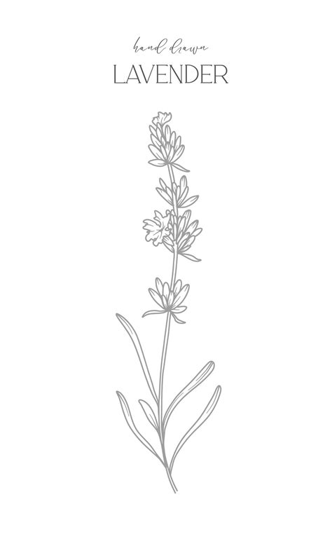 Lavender Line Drawing Black And White Floral Frames Floral Line Art