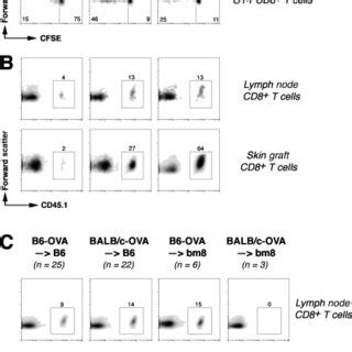 Cell Cycle Progression By Ova Reactive Ot I Cd T Cells Days After