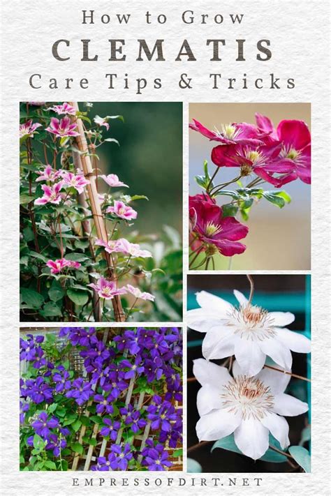 Clematis 101 Easy Care Guide | Clematis plants, Clematis, Flower garden ...