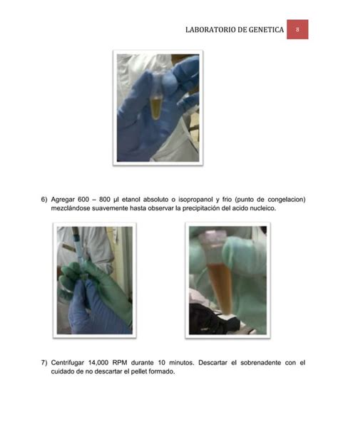 Extraccion De Acidos Nucleicos Lab Genetica Unah Pdf