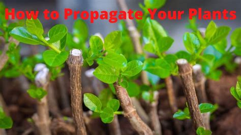 How To Propagate Your Plants Step By Step Youtube