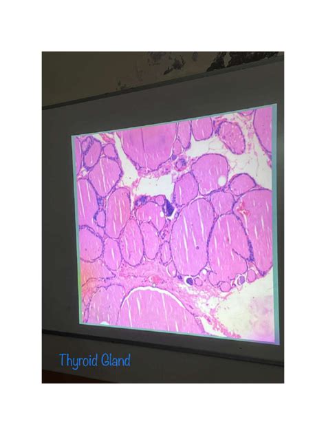 Histology Slides | PDF