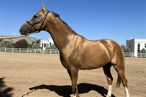 Geok Tepe horse riding tour - Ayan Travel Agency Turkmenistan