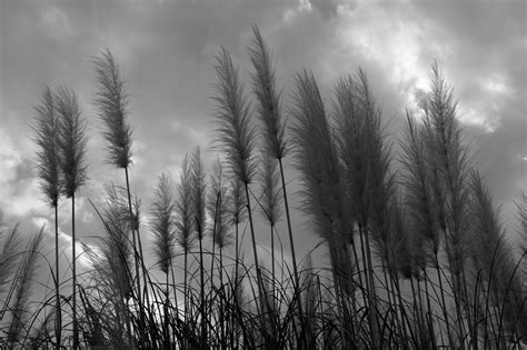 Fondos De Pantalla Luz De Sol Bosque Monocromo Naturaleza Césped