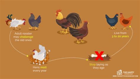 Ciclo De Vida Del Pollo Aprende Las Etapas Clave Guia