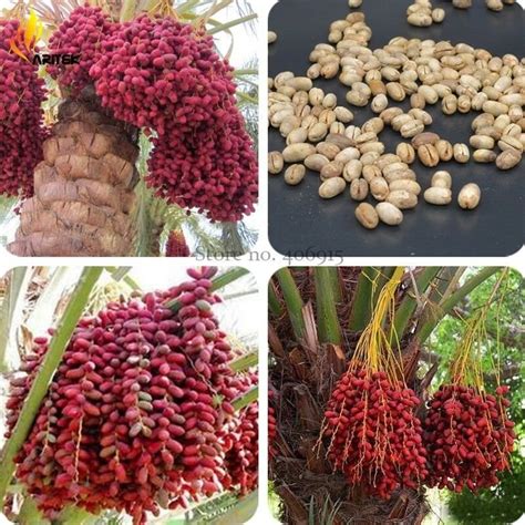 Heirloom New Medjool Date Palm Tree, 5 Seeds, indoor bonsai, outdoor ...