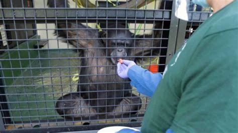 300 Former Research Chimps Will Be Getting The Royal Treatment At A