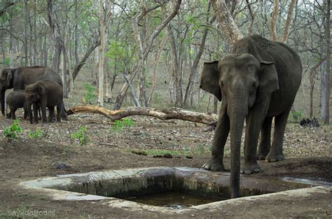 Save Water Save Us Forest In Muddumalai Ramkumar Gopalan Flickr