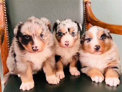 Chiots Bergers Australiens Non Lof R Server Petite Annonce Chien