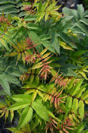 Cherry On Top Ash Leaf Spirea Gertens Garden Center