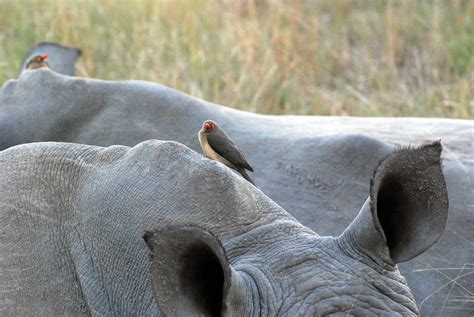 Oxpecker And Rhino Relationship