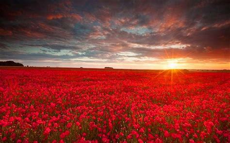 Aesthetic Red Flower Field Wallpapers - Wallpaper Cave