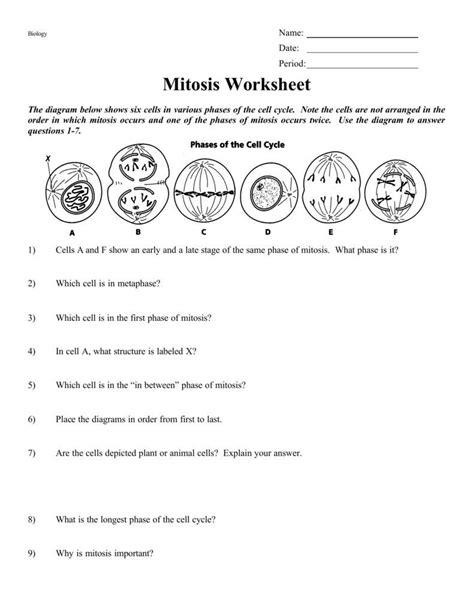 Stages Of Mitosis Worksheets