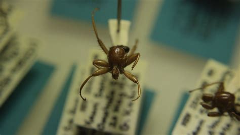 New Zealands Flightless Hitch Hiking Bat Fly Auckland Zoo