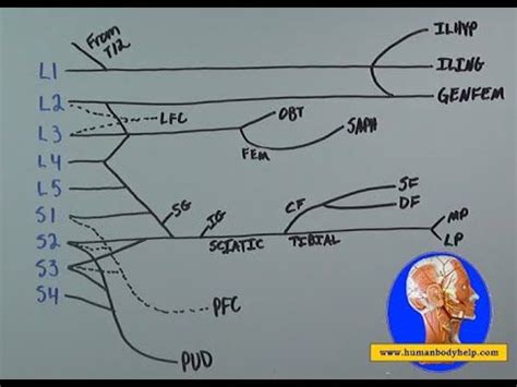 Draw The Lumbosacral Plexus Full Video Plexus Products Medical