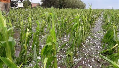 DAÑOS EN SEMBRADIOS Y ARBOLES FRUTALES EN AHUALULCO POR GRANIZO DE