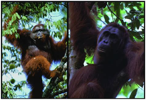 Sexual Bimaturism In Orangutans Flanged A And Unflanged B Male