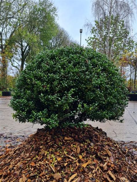 Japanse Hulst Kopen Brienissen Nl De Grootste In Bomen