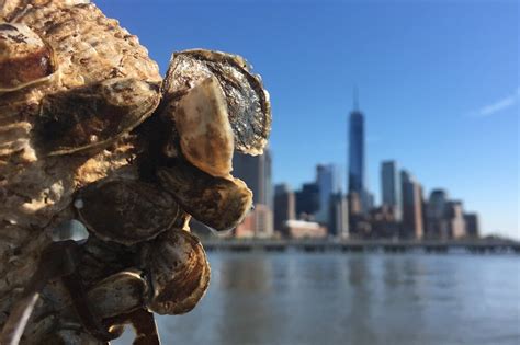 New York City Project Uses Oyster Shells To Prevent Erosion And Flooding Localyst Media