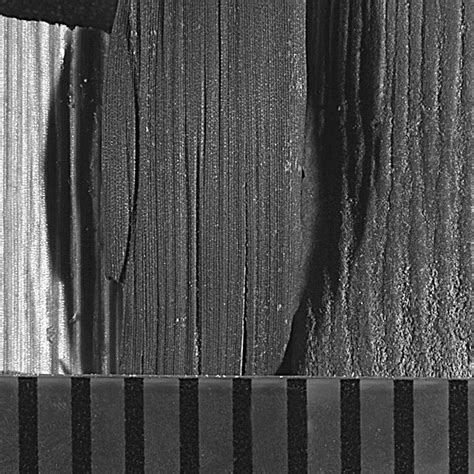 Photomicrographs of epidermal ridge patterns of culms (scale mm):... | Download Scientific Diagram