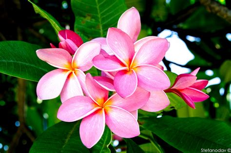 Hawaiian Plumeria...