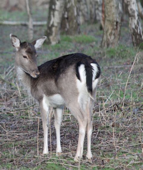 Cannock Chase wildlife