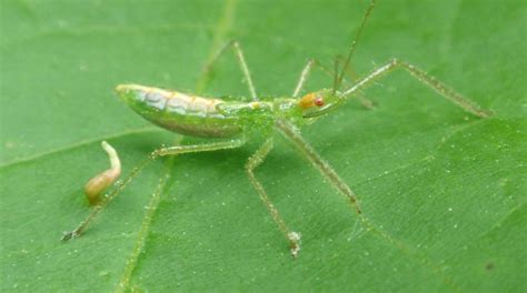 Michigan insects in the garden – Week 3: Assassin bugs - Gardening in ...