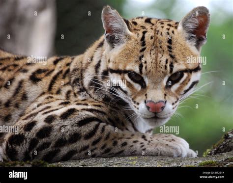 Ocelote leopardus pardalis fotografías e imágenes de alta resolución