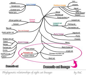 Evolution Of Cats Timeline