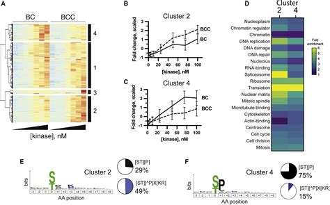 Cyclin A And Cks1 Promote Kinase Consensus Switching To Non Proline