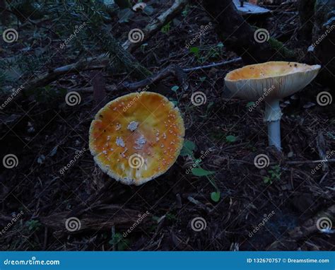 Another Amanita caesarea stock image. Image of agaricales - 132670757