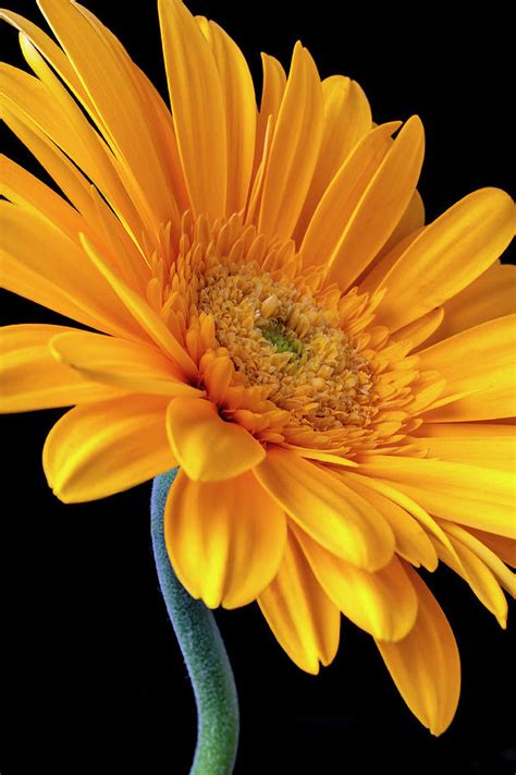 Curvy Yellow Gerbera Daisy Photograph By Garry Gay Fine Art America