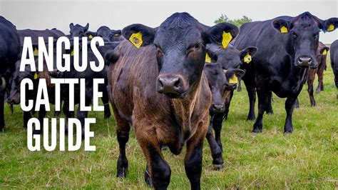 Angus Cows Breed Profile Facts And Care Youtube