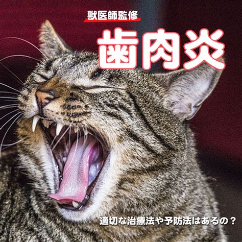 【獣医師監修】猫が患う歯肉炎ってどんな病気？適切な治療法や予防法はあるの？