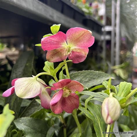 Helleborus Orientalis Hello Red 3l Bunkers Hill Plant Nursery