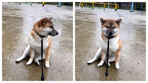 讓我靜一靜心碎柴柴「獨坐雨中」不肯走！超有戲表情惹心疼 民視新聞網