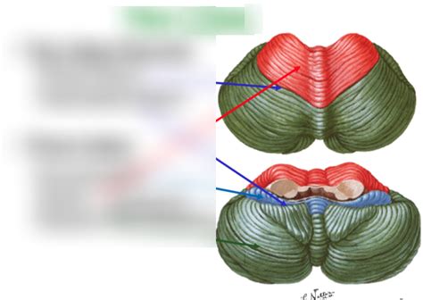 label cerebellar lobes Diagram | Quizlet