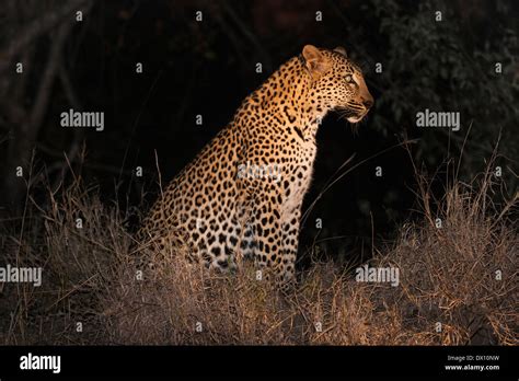 Side View Of Spotted Leopard At Night Sands Nature Reserve Sabi Sand Game Reserve Skukuza